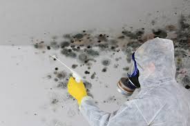 Trusted White Oak, TX Mold Remediation Experts